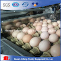 H Type Chicken Egg Laying Cages for Chicken Coops